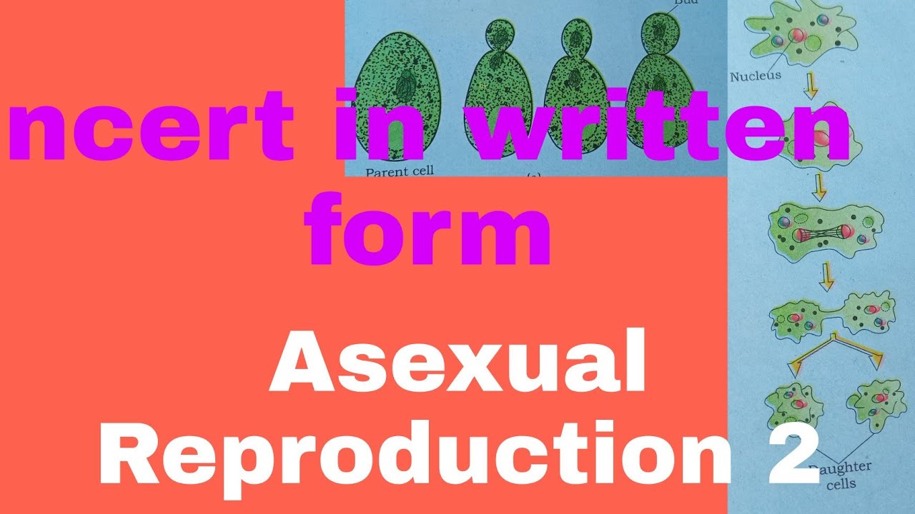 Asexual Reproduction 2 || Reproduction in organisms class 12  biology || physics wallah / #asexualre