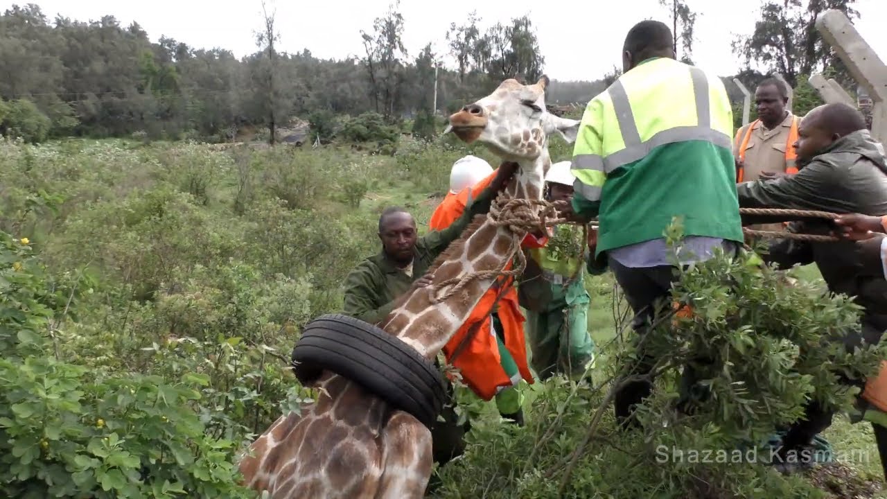 Wildlife Medics - Giraffe Rescue from Tyre - Kenya