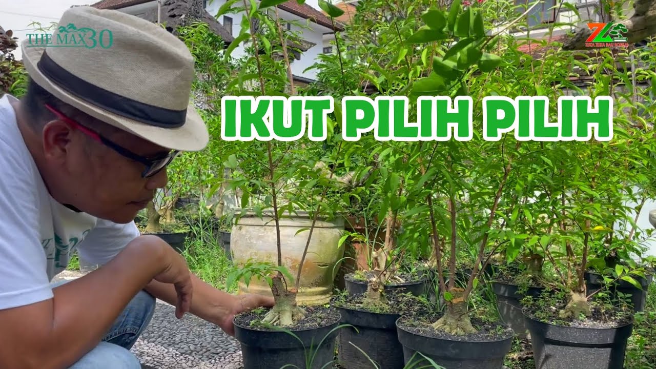 MENCARI POHON TERBAIK DI KEBUN PARA PETANI