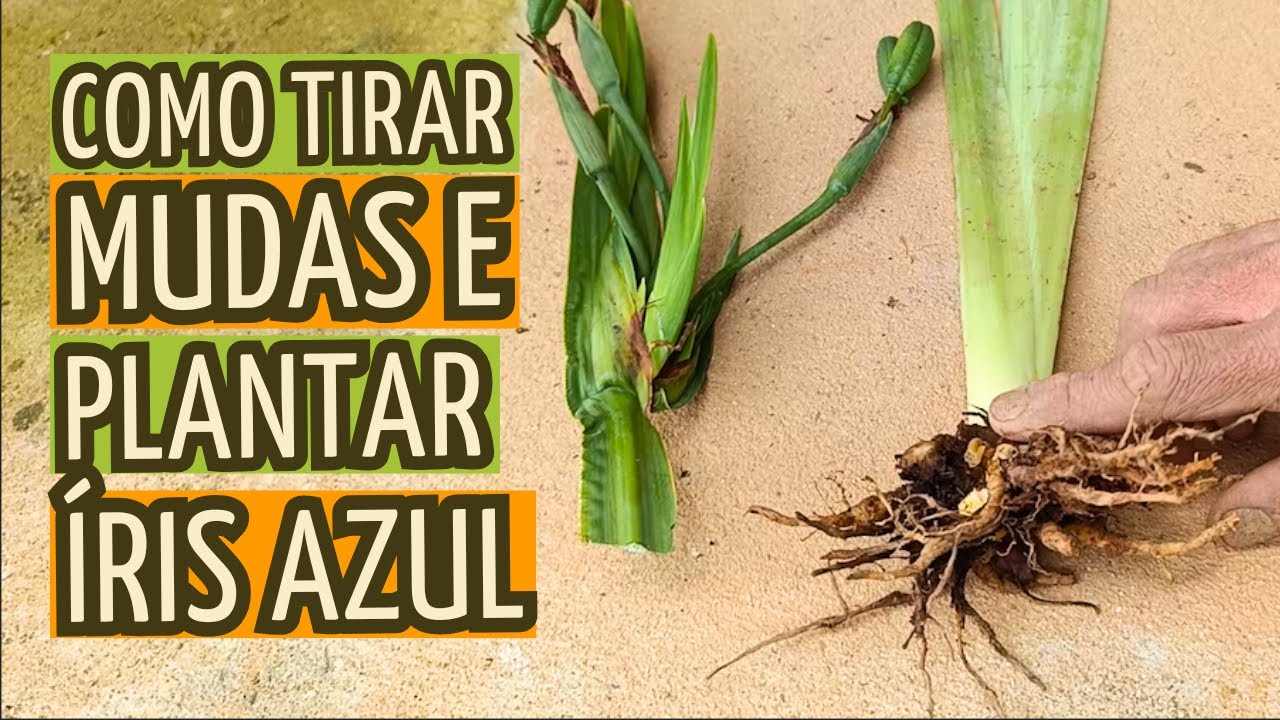 PASSO-A-PASSO DE COMO TIRAR MUDAS E PLANTAR ÍRIS-AZUL