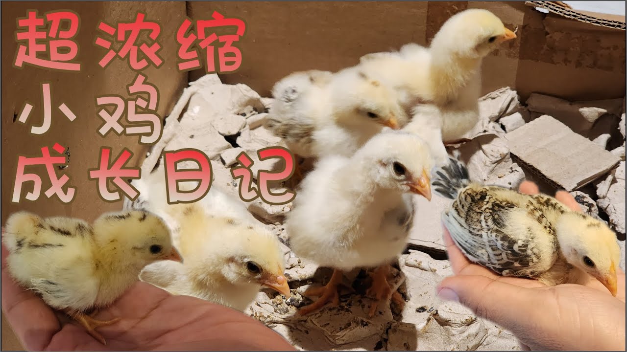超浓缩小鸡成长日记