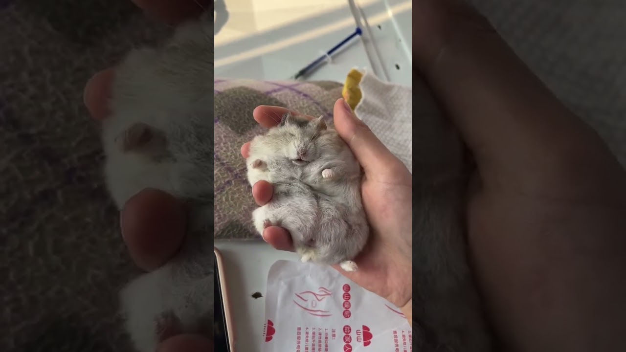 Hamster Tidur Pelihara Hamster Winter white #peliharahamster #hamsterjinak