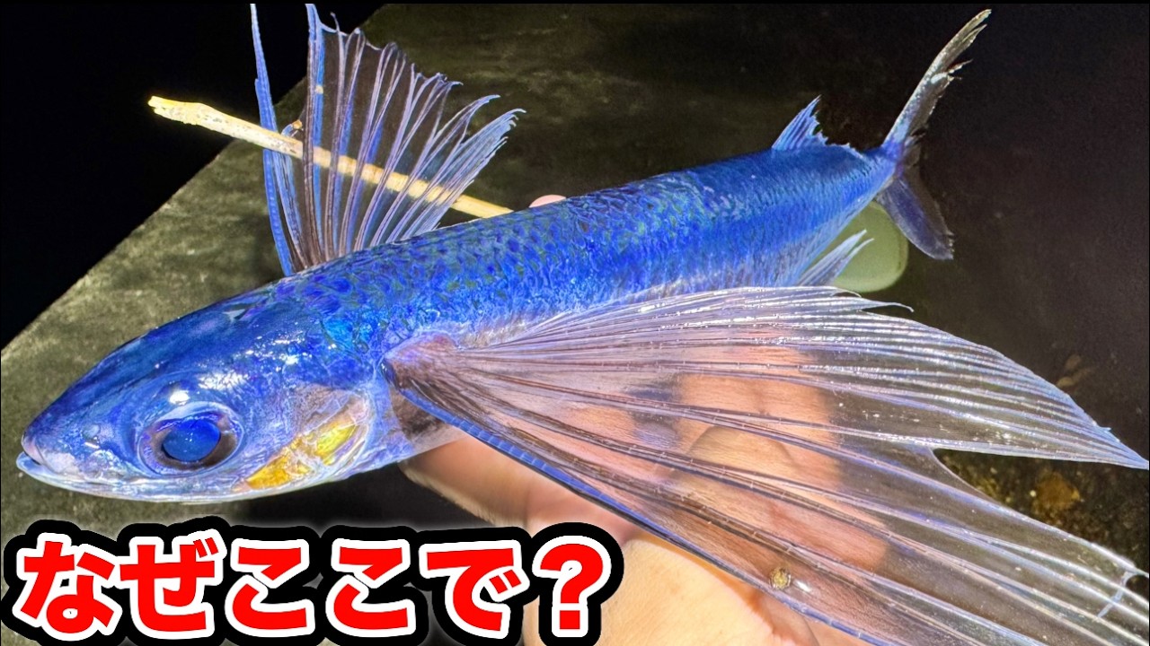 【うますぎる？】季節限定の普段は船でしか取れない魚が漁港にいると聞いて？#取れるまで帰れない