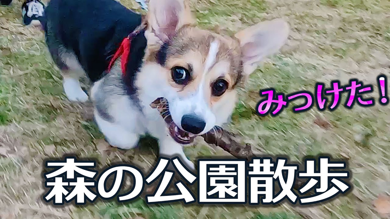 【犬のお散歩】森の公園散歩❣️再び宝物を見つけました‼️【コーギー】