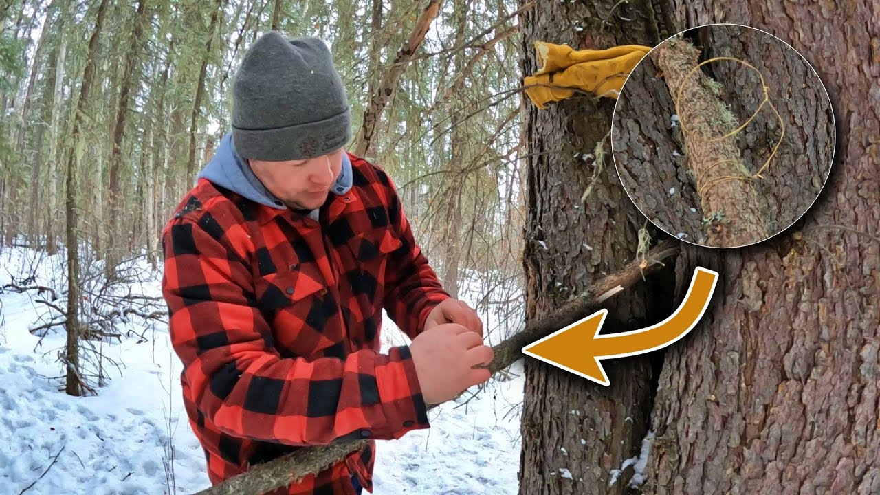 How to Snare Squirrels - Bushcraft Survival