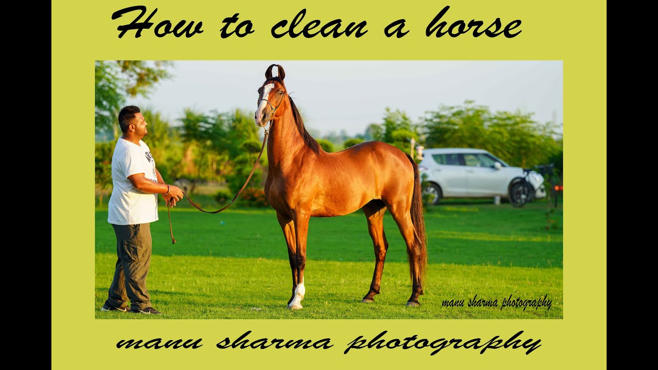 How to clean ,Groom a horse