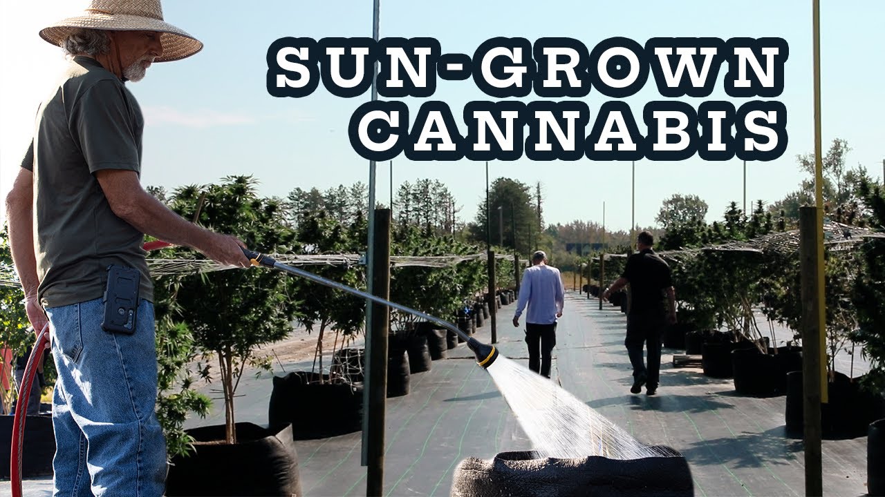 Sun Grown Cannabis Farm Harvest Day