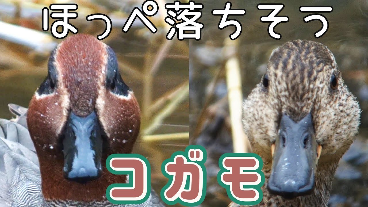 ちっちゃかわいい！コガモ_鳴き声/採餌/雌雄比較/小鴨/Eurasian Teal