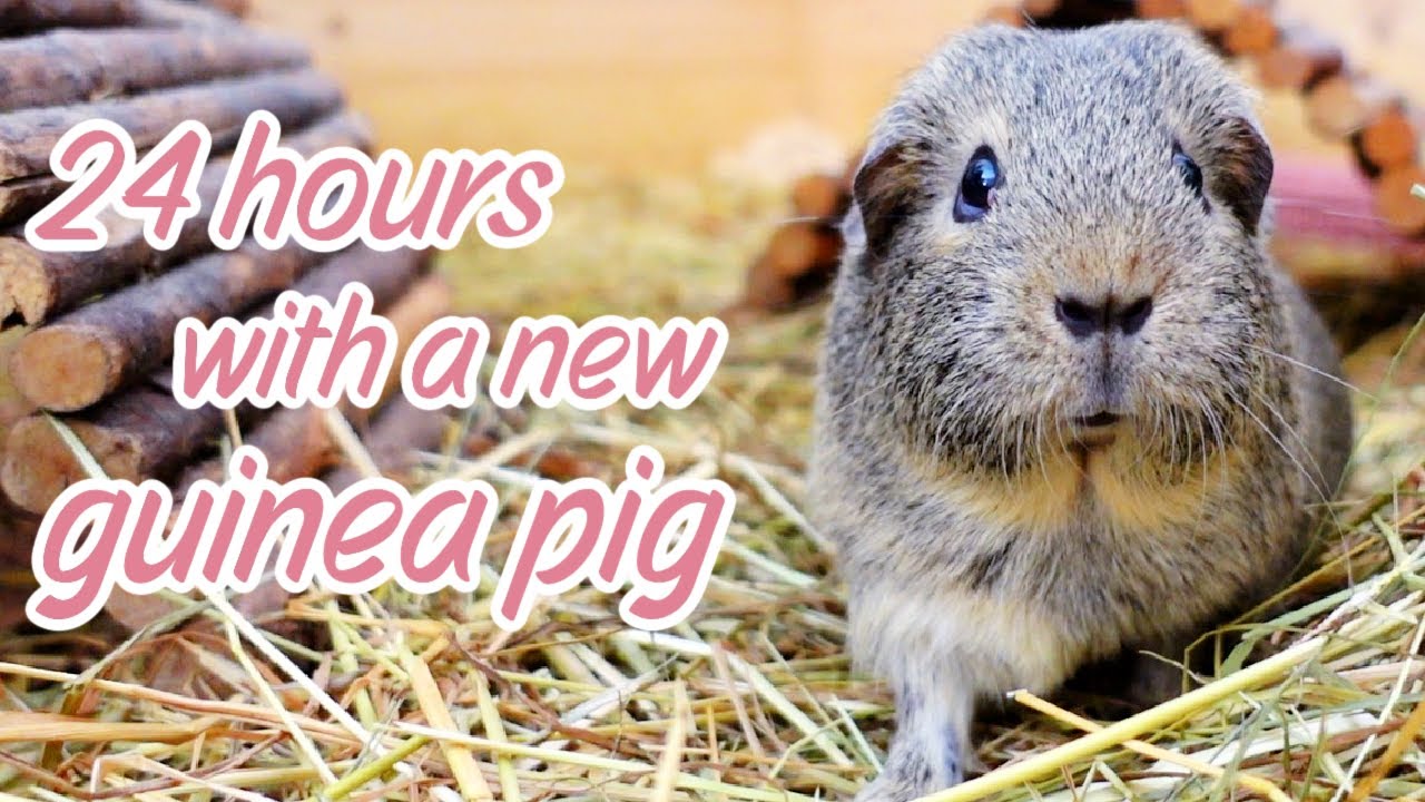 24 Hours With a New Guinea Pig