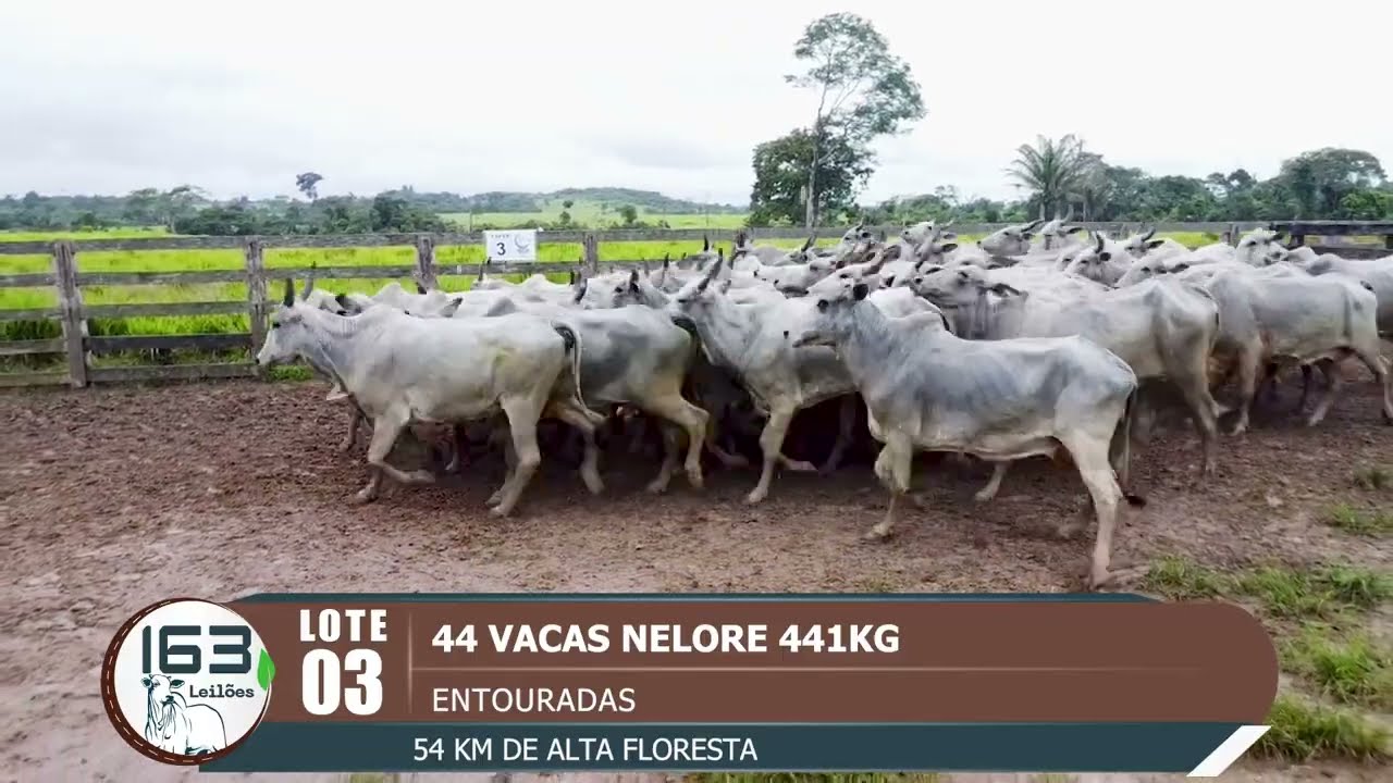 lote 03
