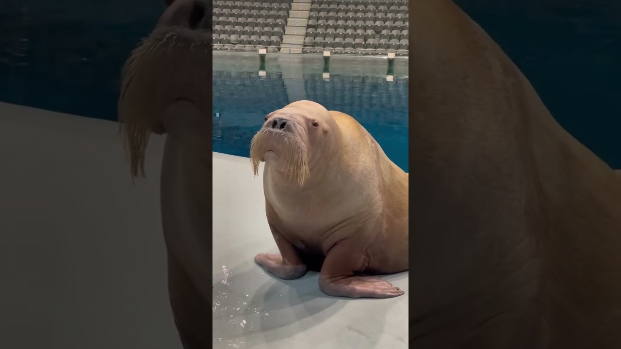 Walrus sound so funny #walrusaudio #trending #viralvideo