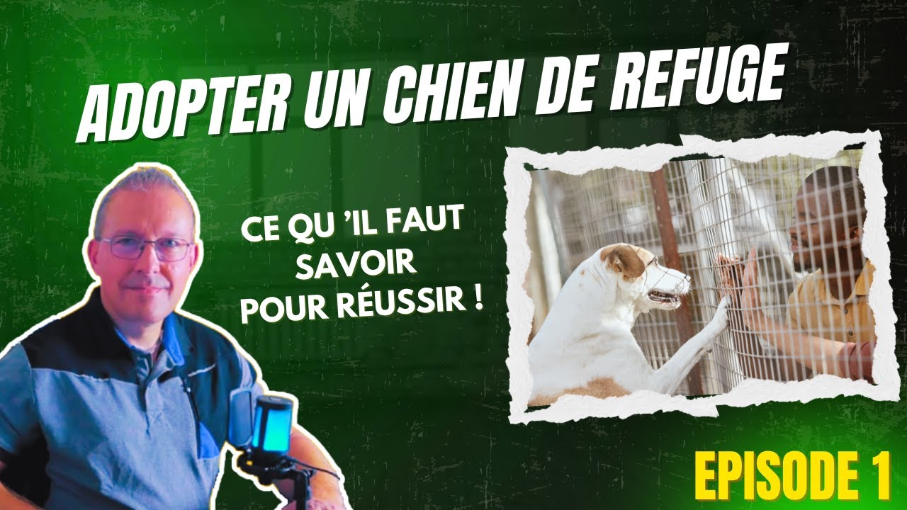Adopter un chien : Le refuge, ce qu'il faut savoir pour r&eacute;ussir son projet !