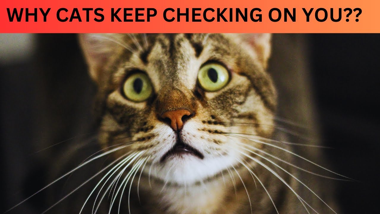 Why Cats Keep Eye on Their Owners? | Cats Behaviour