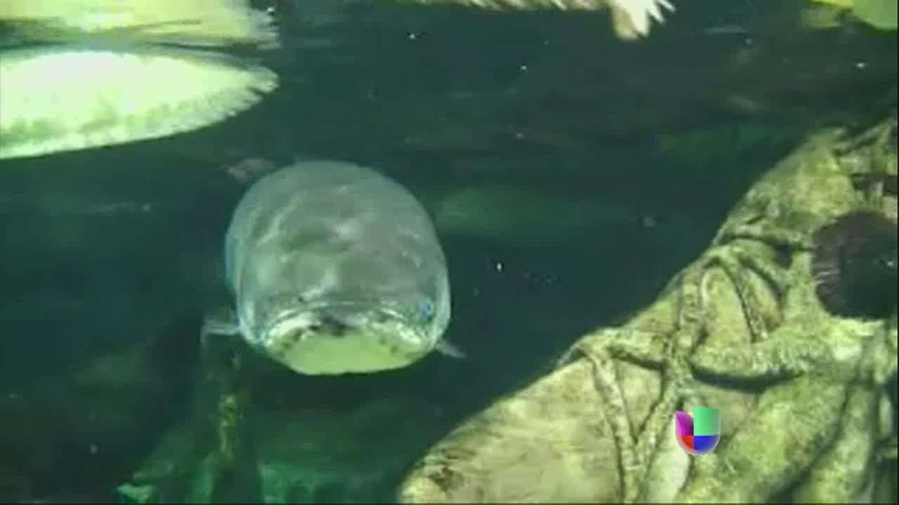 El pez Piraruc&uacute;: un gigante del Amazonas en peligro de extinci&oacute;n