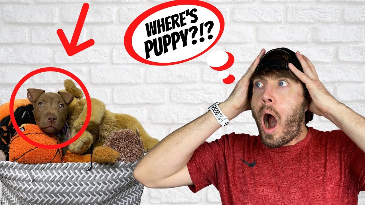 We lost our puppy!