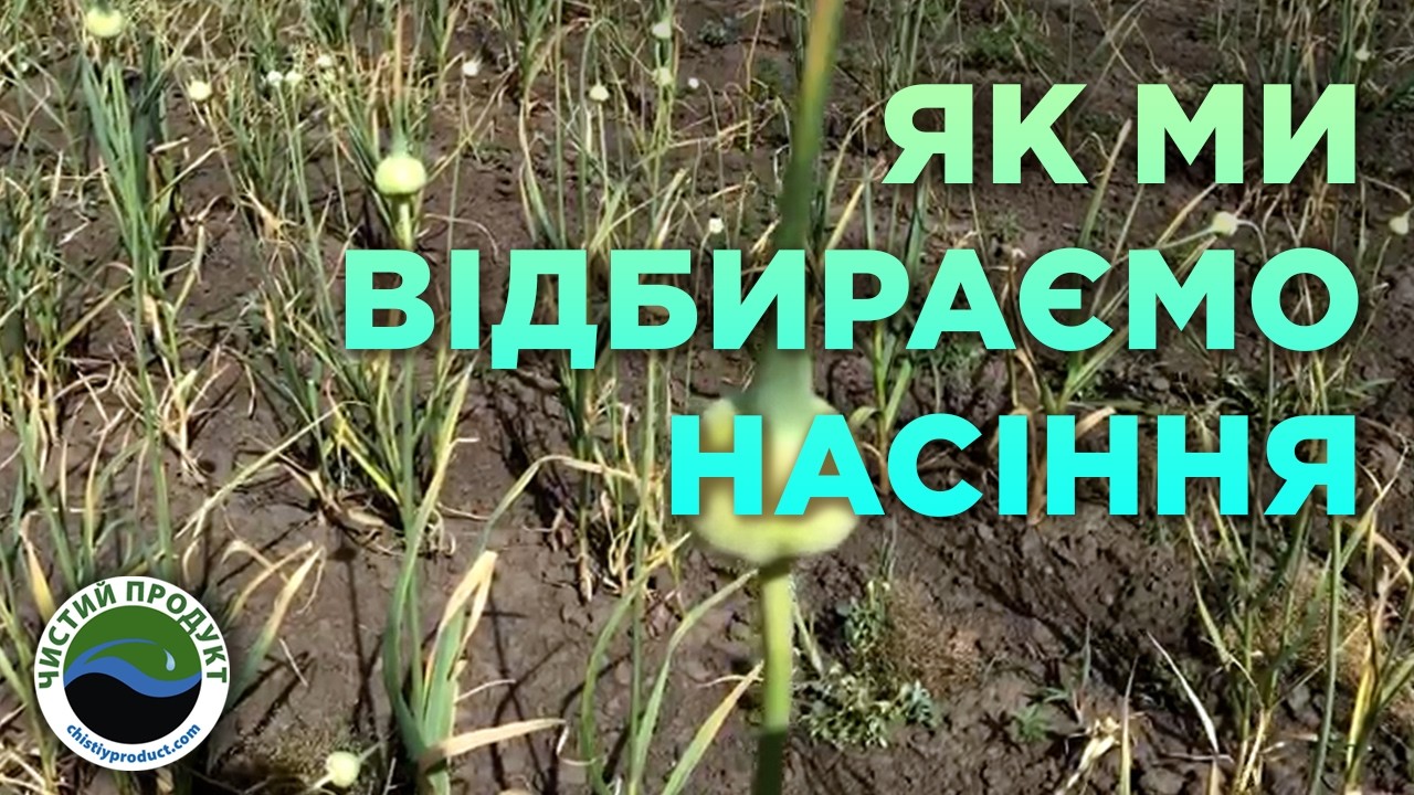 «Чистий продукт»: Як ми проводимо сортове прочищення часнику ІРЕН