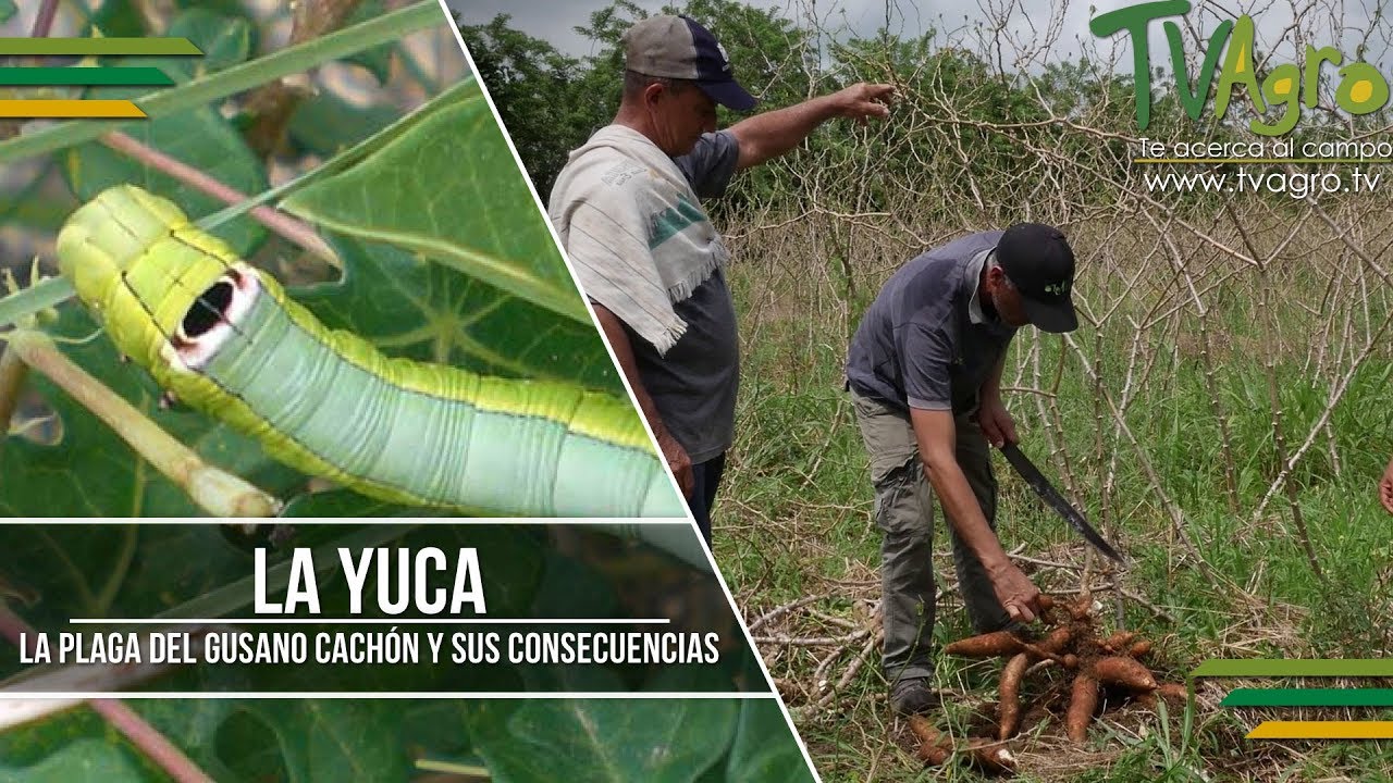 La Yuca: La Plaga del Gusano Cachón y sus Consecuencias - TvAgro por Juan Gonzalo Angel