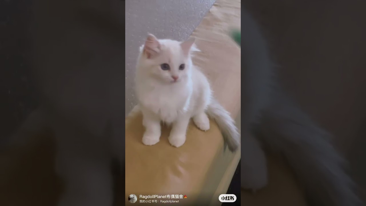 Blue Bicolour ragdoll kitten girl
