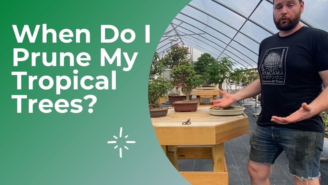 Bonsai Care and When Do I Prune My Tropical Bonsai Tree
