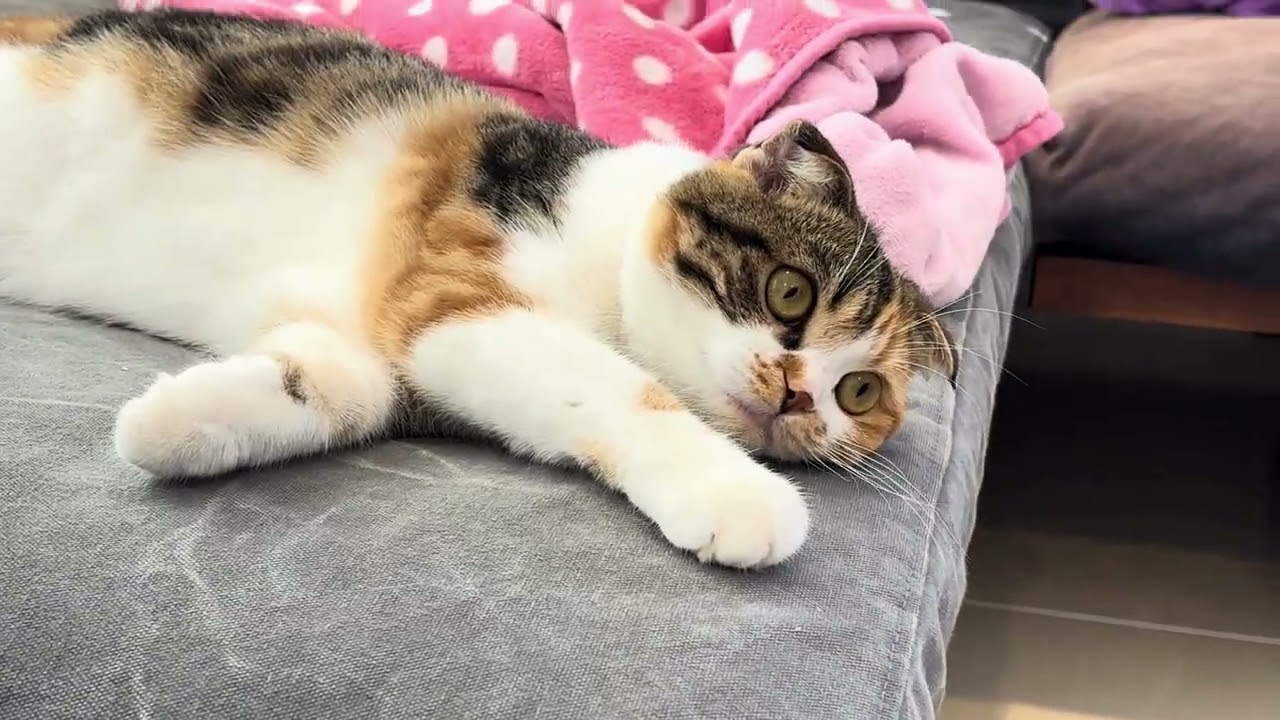 誰がミケちゃんを楽しませられる？calio cat Mike-chan/ Who can entertain Mike-chan?