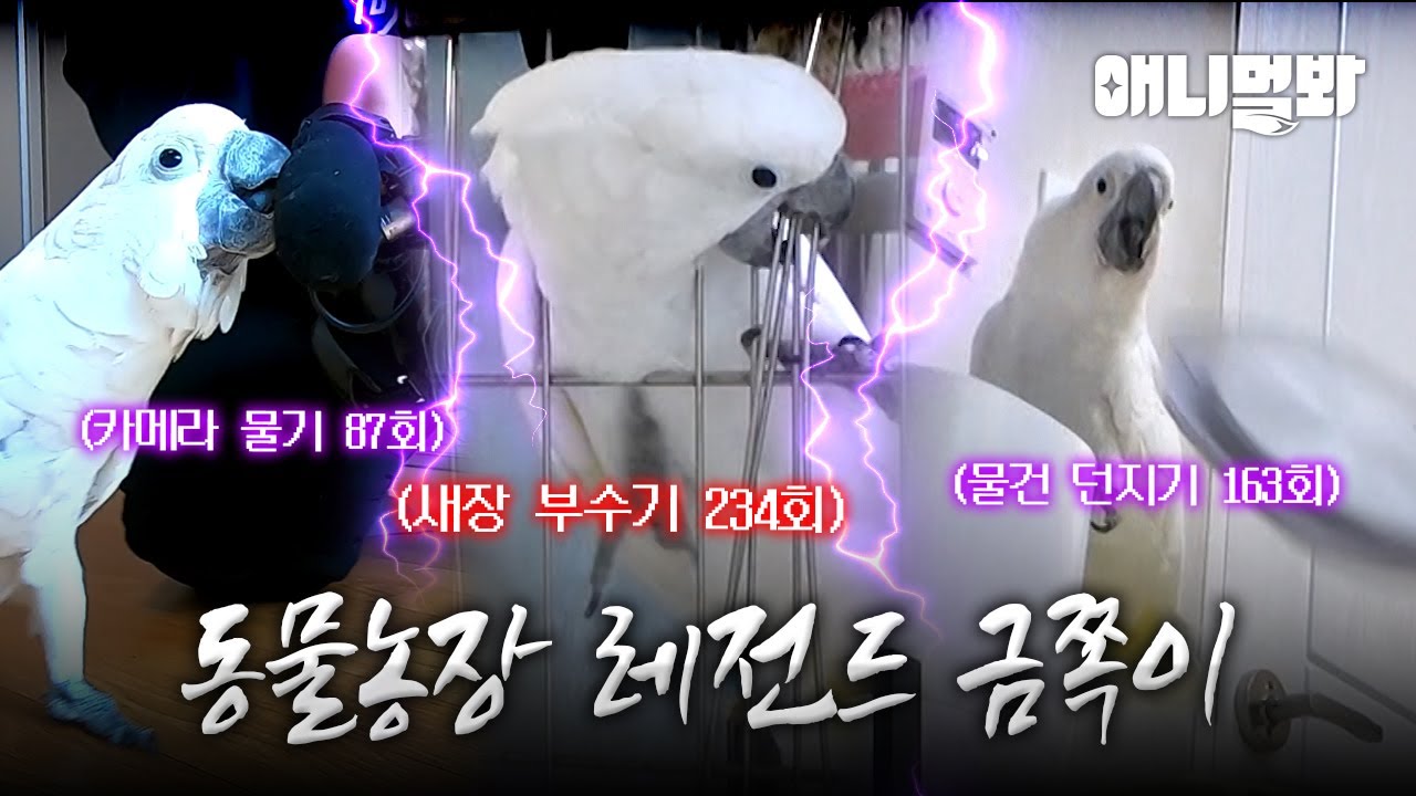 388만 회 주인공 앵아치 태식이가 2번의 출연 동안 이룬 것들 (최근 근황 있음!) I Troublemaker Parrot Taesik Compilation