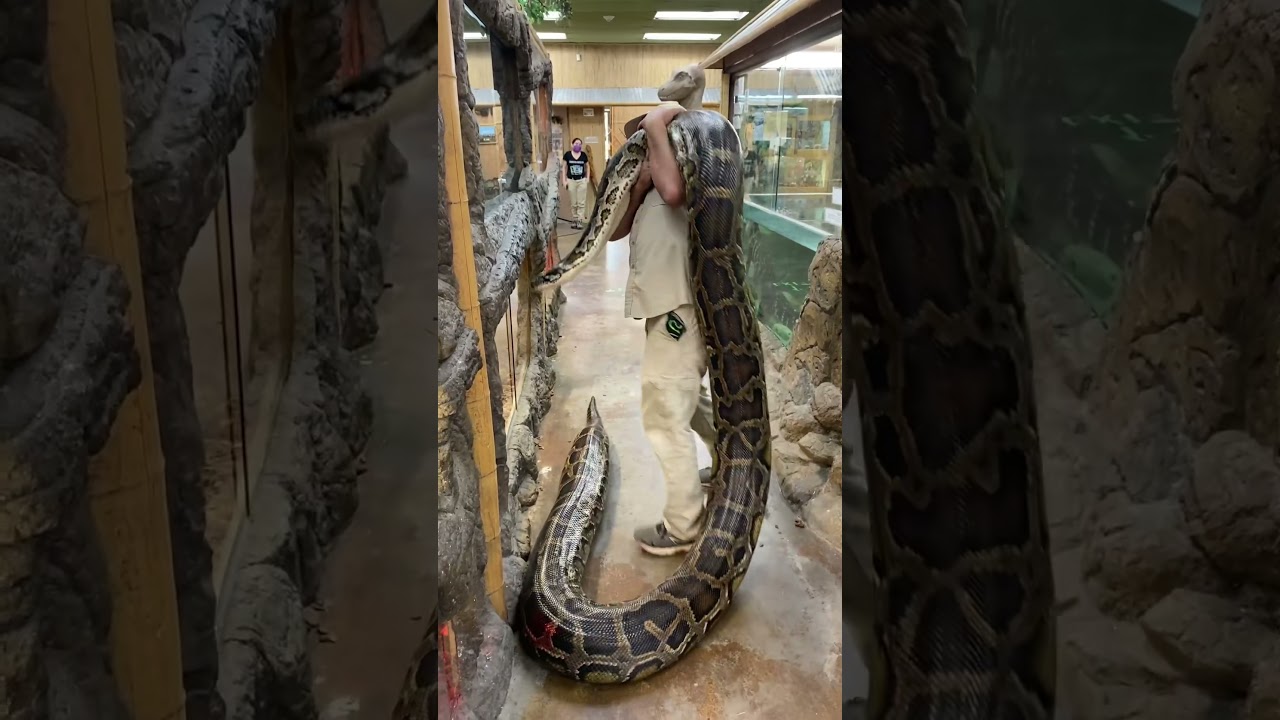 Largest Burmese Python on Earth 😳 #shorts #snake #python #reptile #animals
