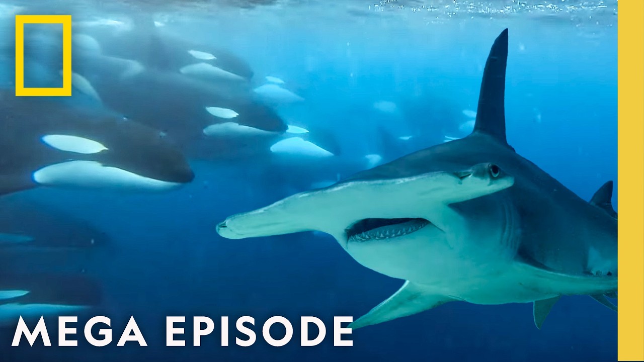 Sharks VS Orcas, Dolphins, & More! | 2025 Sharkfest MEGA Episode | National Geographic