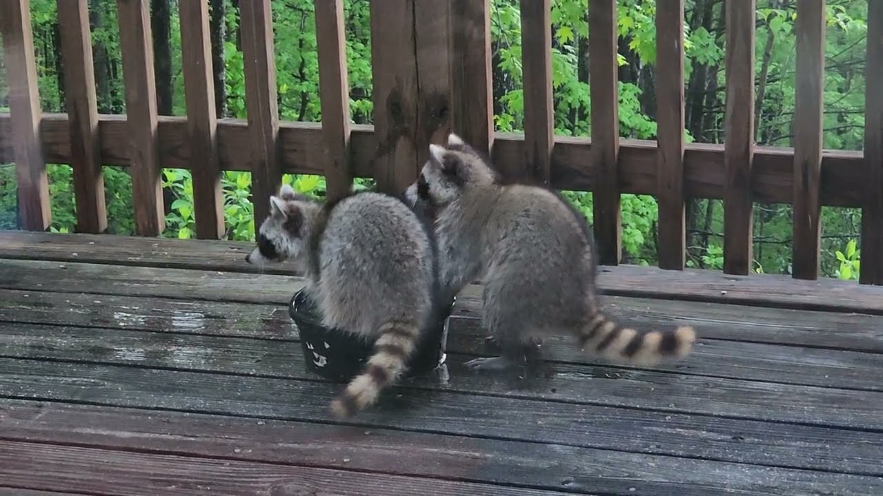 Raccoon Shenanigans Part 3!
