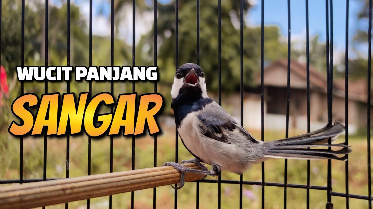 MASTERAN GELATIK BATU GACOR WUCIT PANJANG BIKIN GELATIK BATU JADI SANGAR