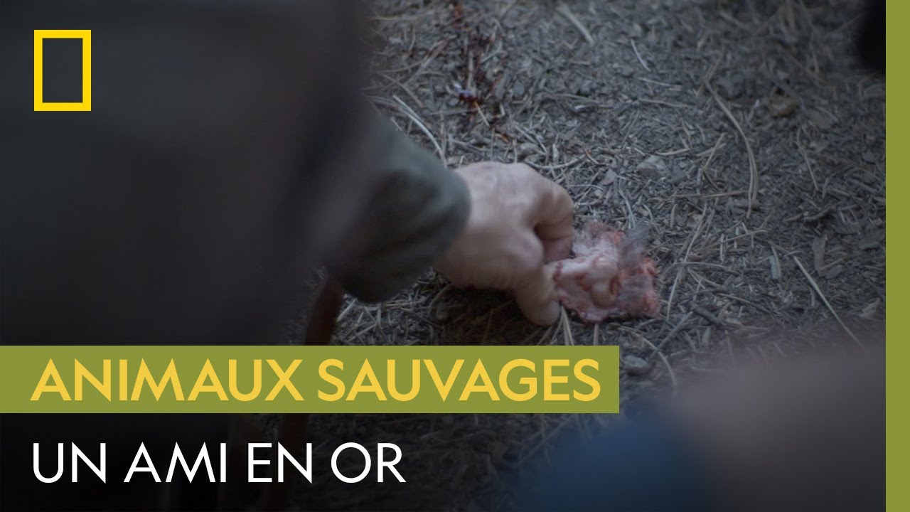 Un homme raconte comment il a secouru son ami après une terrible attaque de grizzly