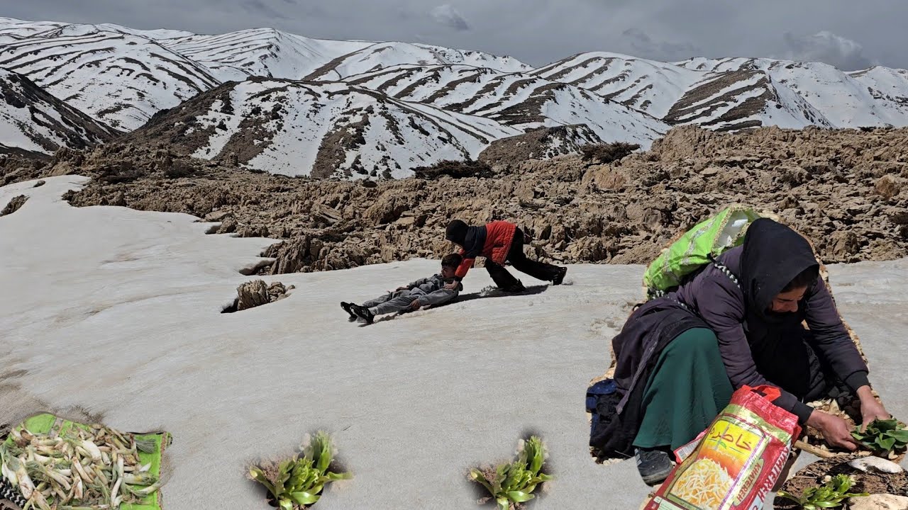 Nomadic Life in Zagros Mountains: Iranian Cave Dwellers Searching for Valuable Medicinal Plants 🌱⛰️