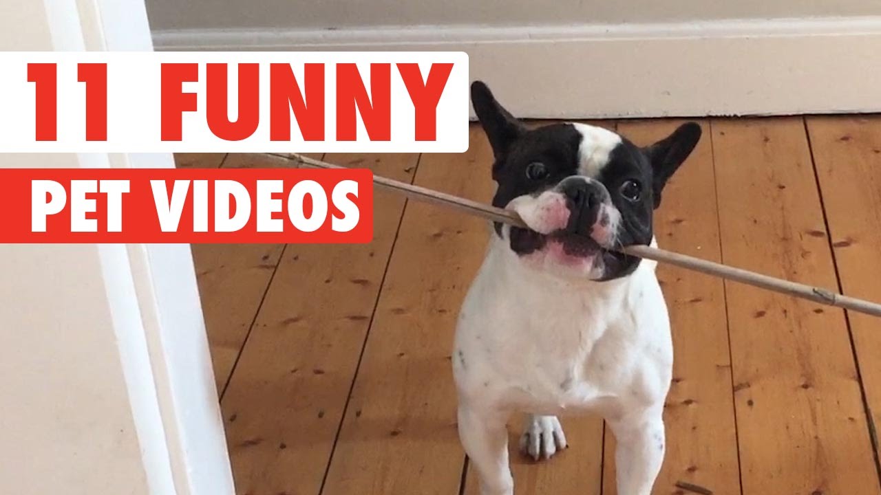 11 Funny Pets Video Compilation 2016