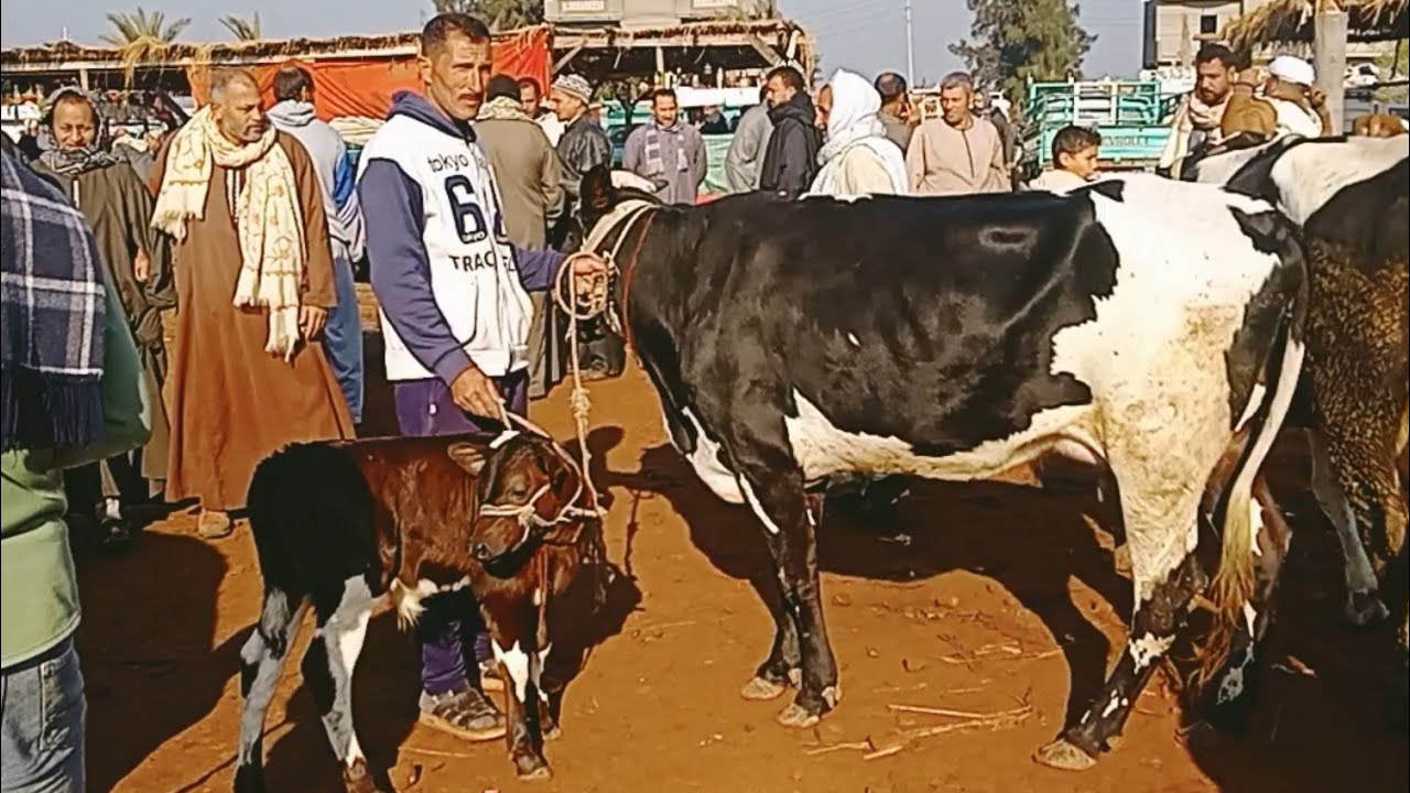 اسعار البقر الوالد والعشر واللبن في سوق ابو هواش تبع المحموديه بحيره