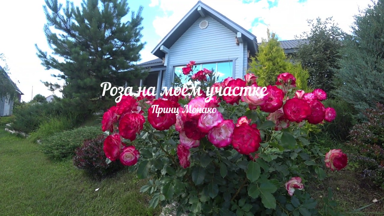 Розы на моём участке. Принц Монако