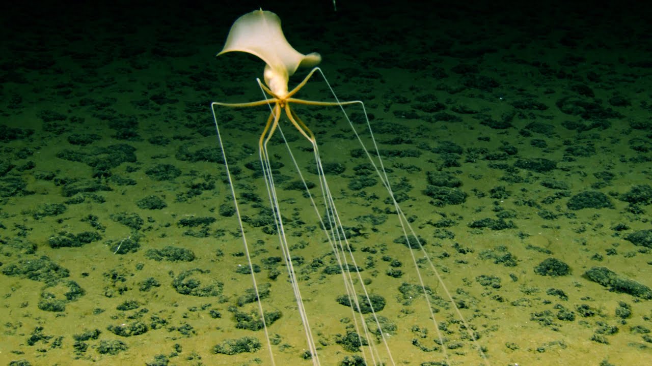 New Magnapinna Squid Deep Ocean ROV Encounter 2025 | Cook Islands Abyssal Plain, South Pacific