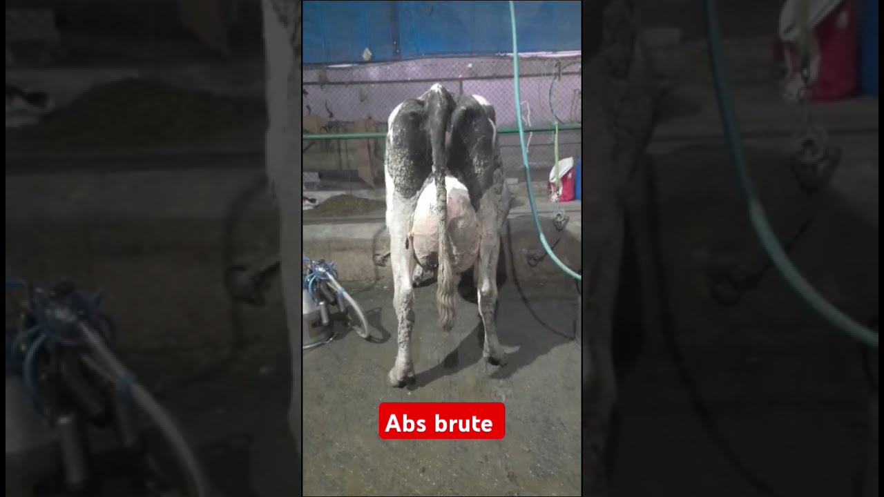 #abs brute bull super result