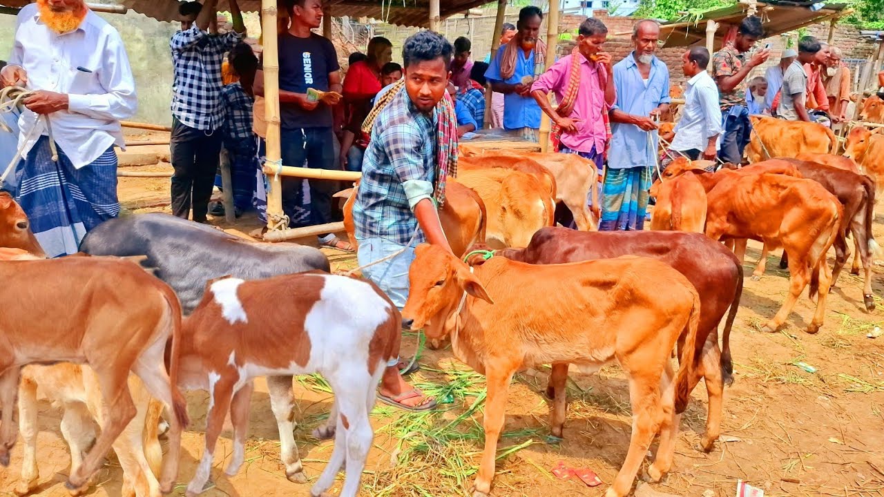 আজ ২৫/১/২৬ | চট্রগ্রামের খামারী ছোট ছোট শাহিওয়াল বাছুর কেমন দামে কিনছেন | আমবাড়ী হাট 