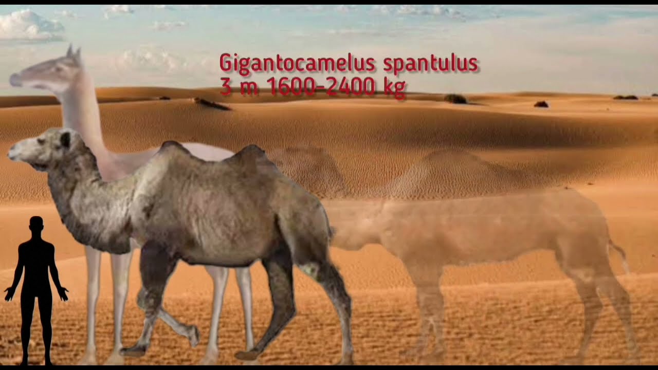 Camelids Size Comparison