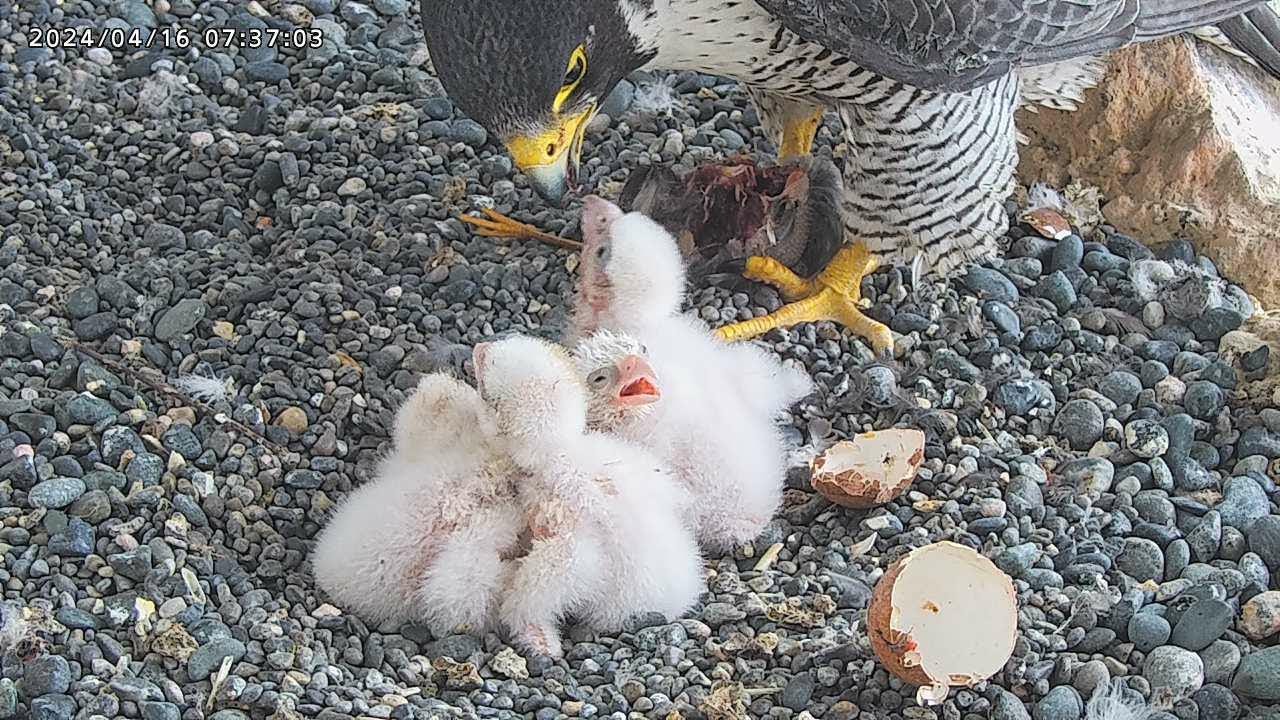 Osaka Peregrine Falcons/2024-04-16/ Feeding 4 chicks