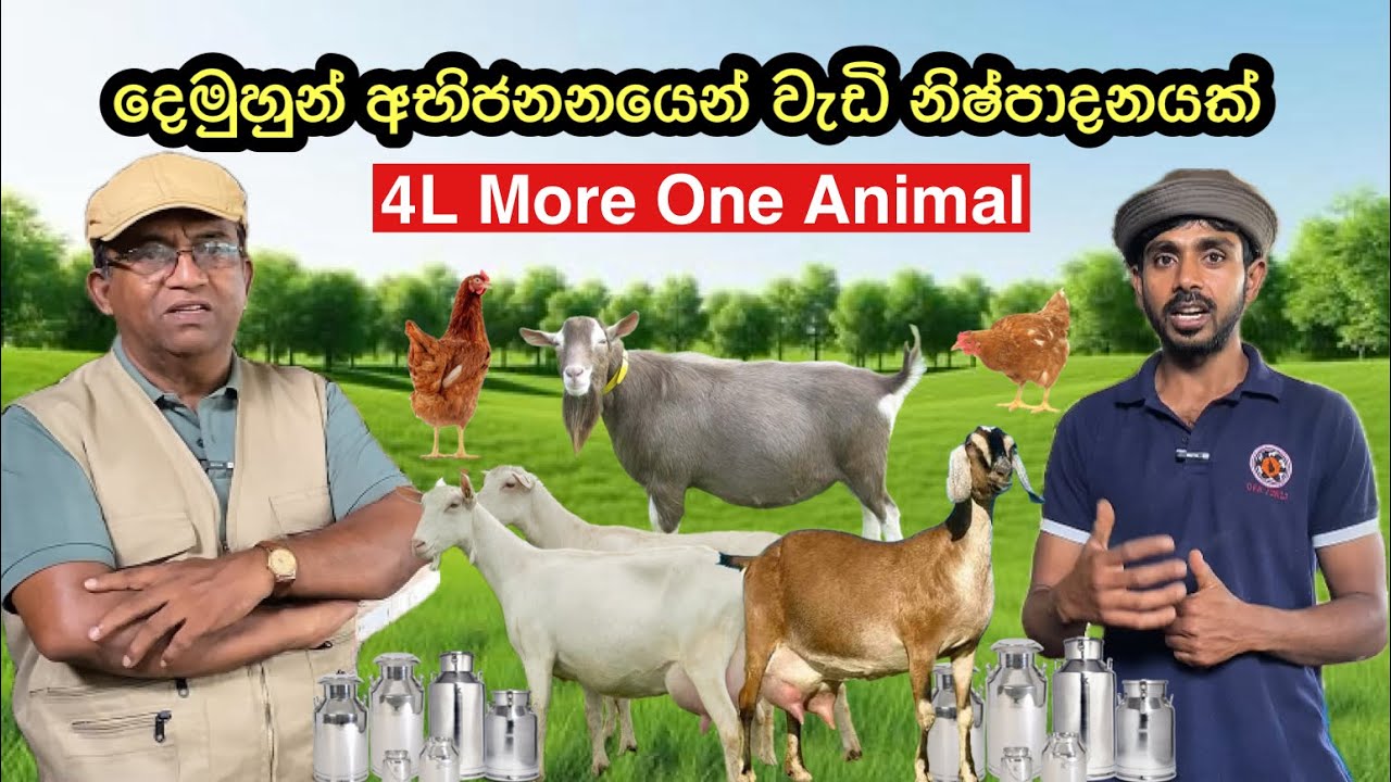 එක සතෙකුගෙන් මාසෙට 60 000 කට වැඩි ආදායමක්🥛🐐/හරියට කන්න දීලා එක සතෙකුගෙන් පැටව් හතරක් අරන් තියෙනවා ⁠🐐