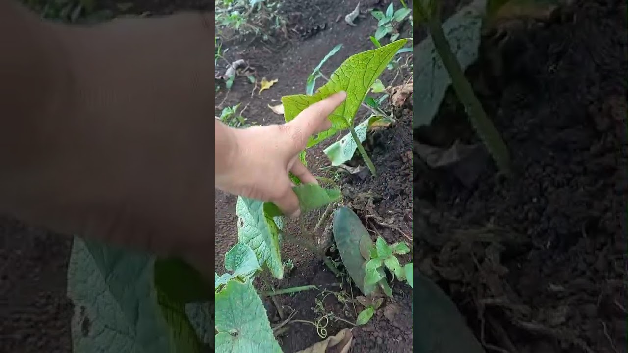 #agriculturaparaniños #agriculturaregenerativa #agriculturaorganica #agronomia #
