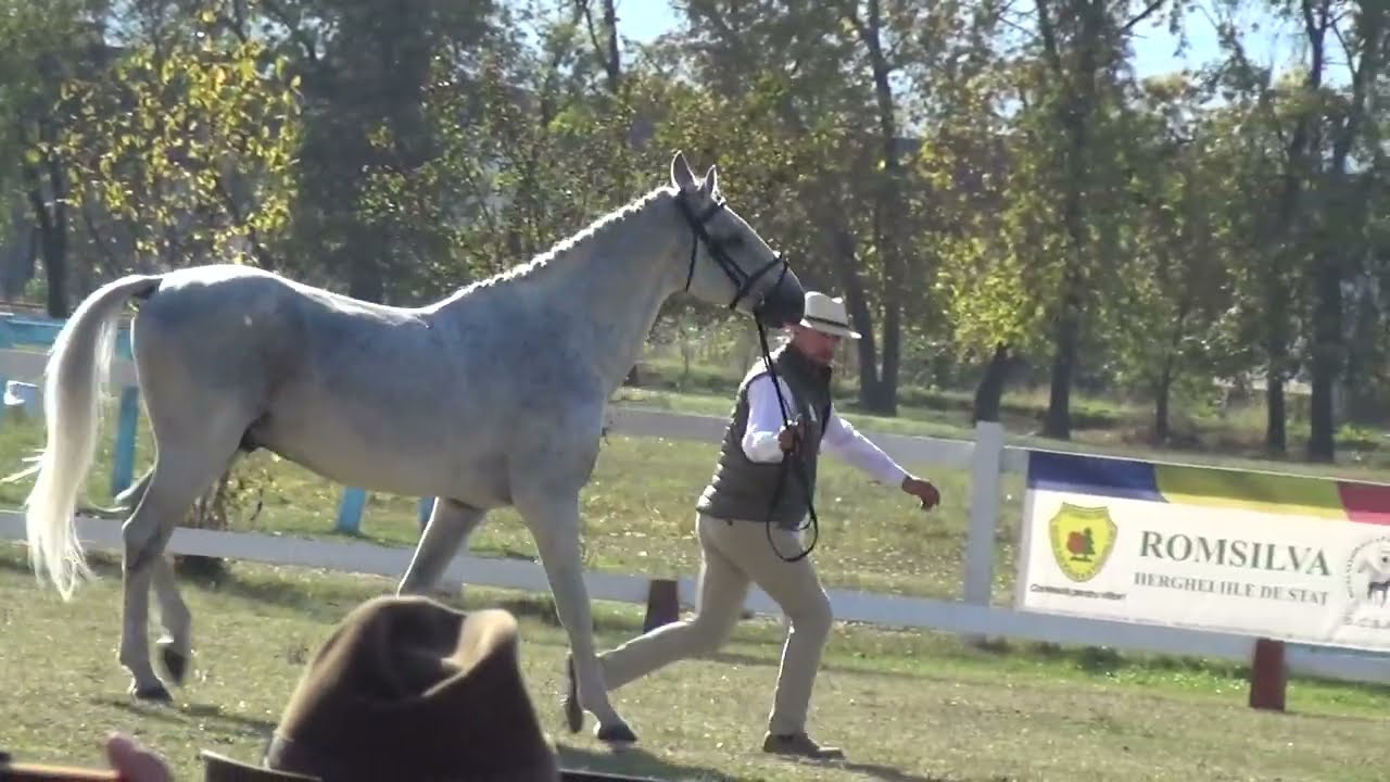 HERGHELIA BECLEAN-gazda 2023 LIPIZZAN INTERNATIONAL FEDERATION