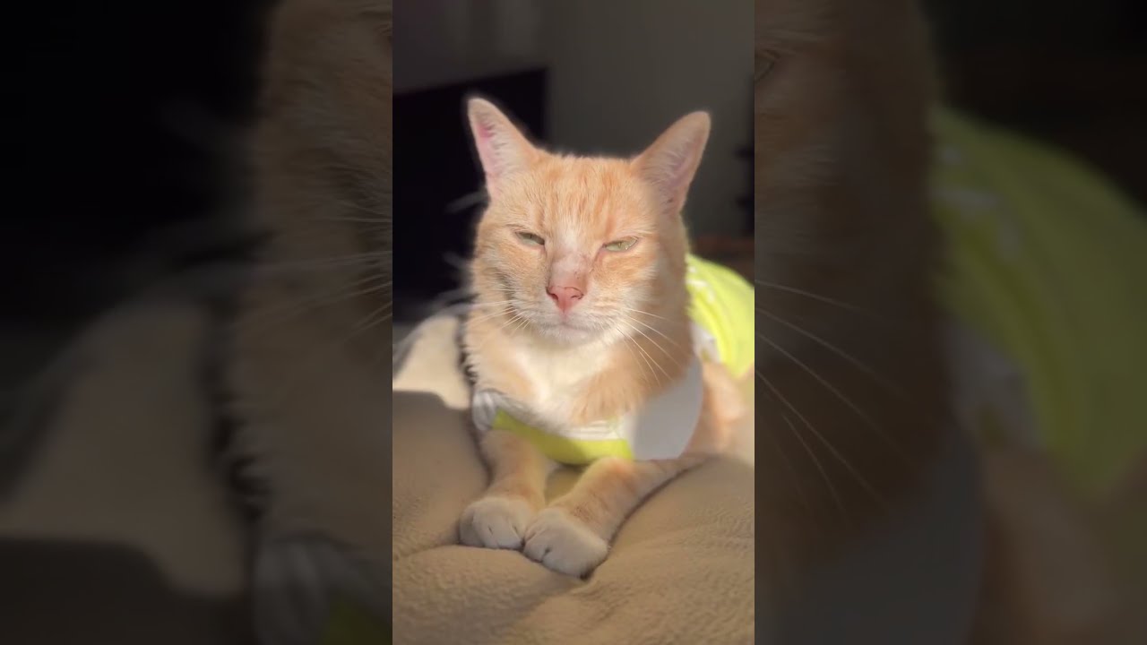 Day 54 of Our Cat&rsquo;s daily dose of FIP TREATMENT journey #fip #fiptreatment #fipwarrior