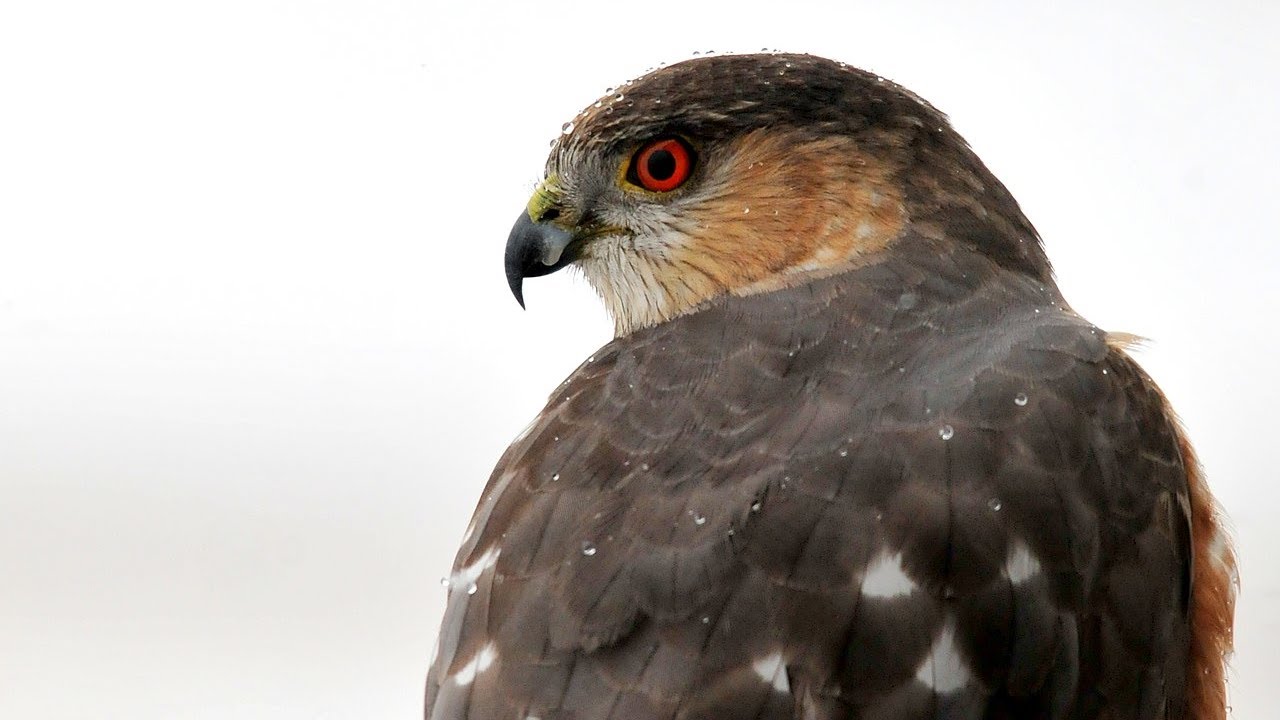 Oiseaux de proie diurnes du Qu&eacute;bec - &Eacute;perviers et Busard