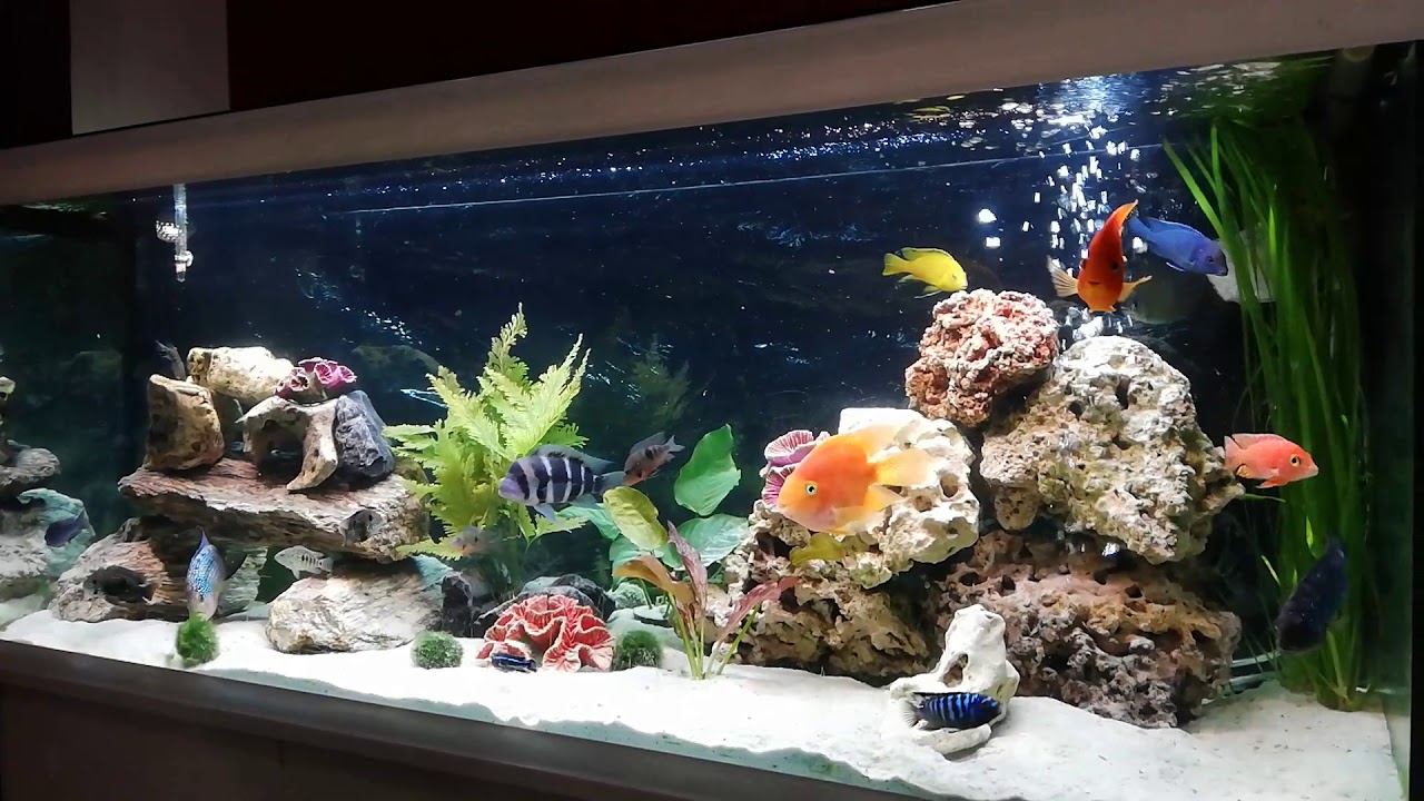 Pyszczaki malawi pielęgnice