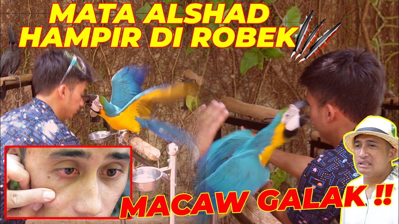 #EPS01 TANGKRINGAN BURUNG | TANGKRINGAN BARU BURUNG PARUH BENGKOK BAWA PET4KA !!