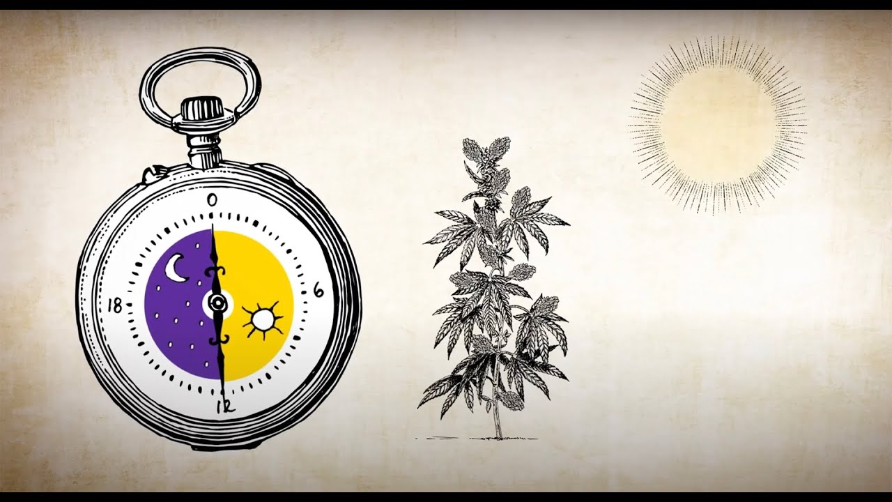 &iquest;C&oacute;mo se induce la floraci&oacute;n del Cannabis?