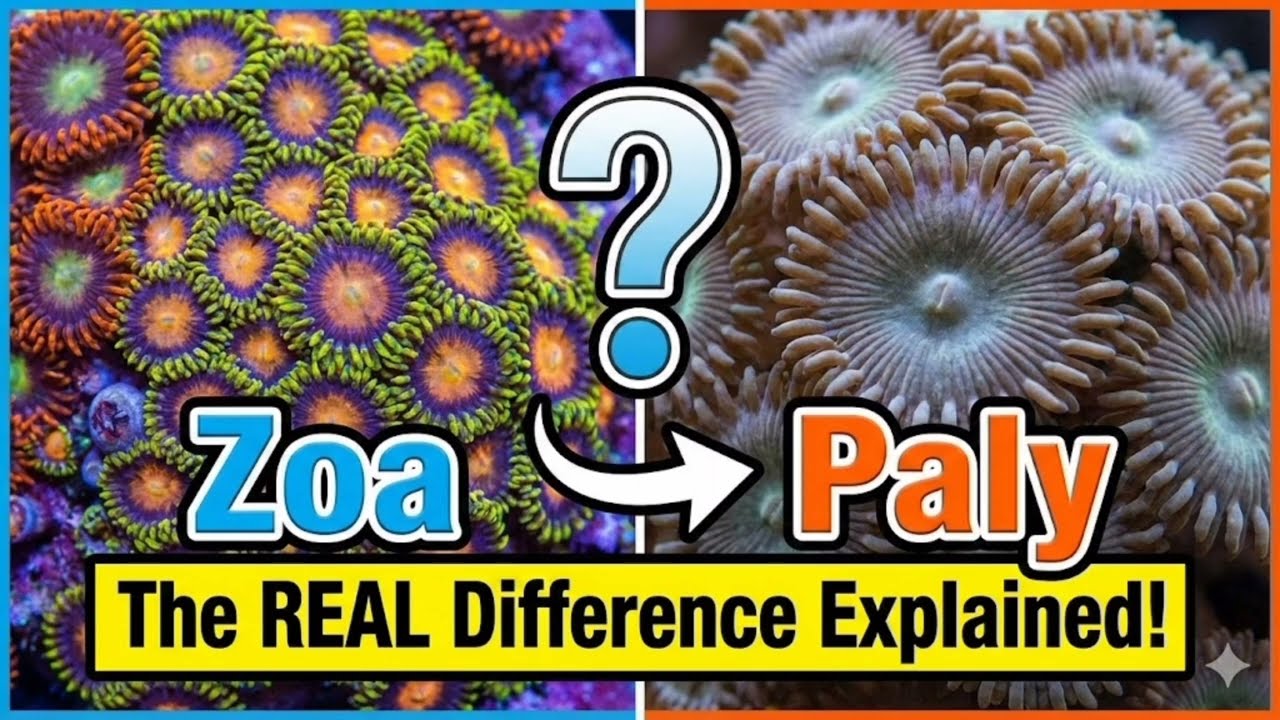 Zoa vs Paly: The REAL Difference Explained!