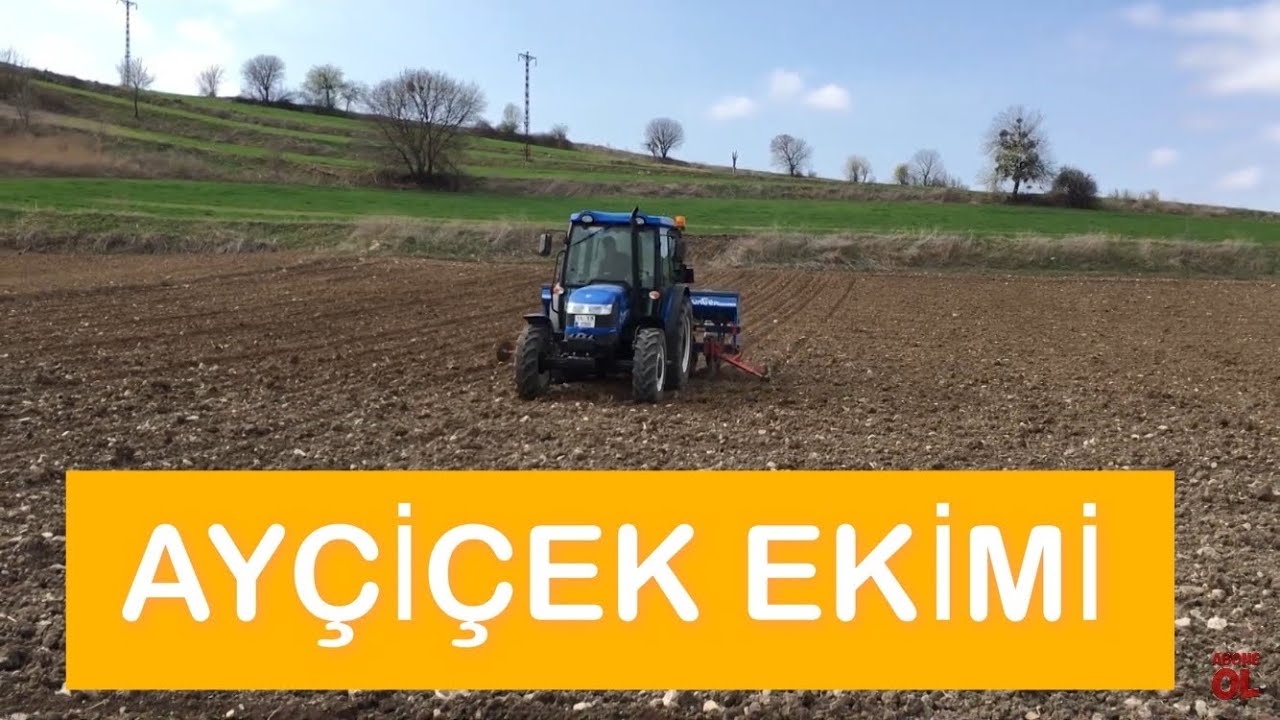 Ayçiçek Ekme Makinası İle Ayçiçek Ekimi