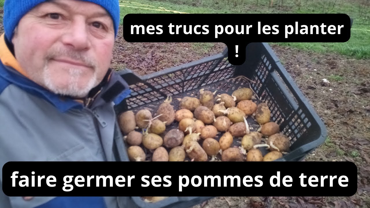 Comment faire germer les pommes de terre  ? quand les planter ?